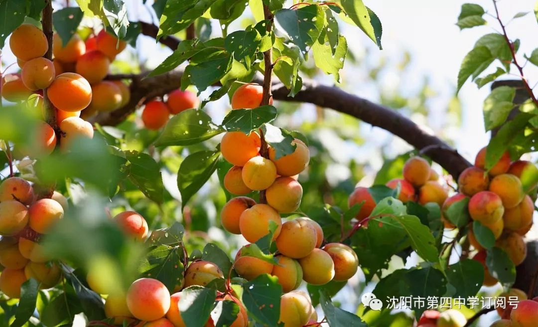 科技重塑味蕾的奇妙之旅，探索最新杏树品种