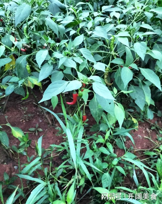 茜草最新价格，科技与生活完美融合的高科技产品亮相