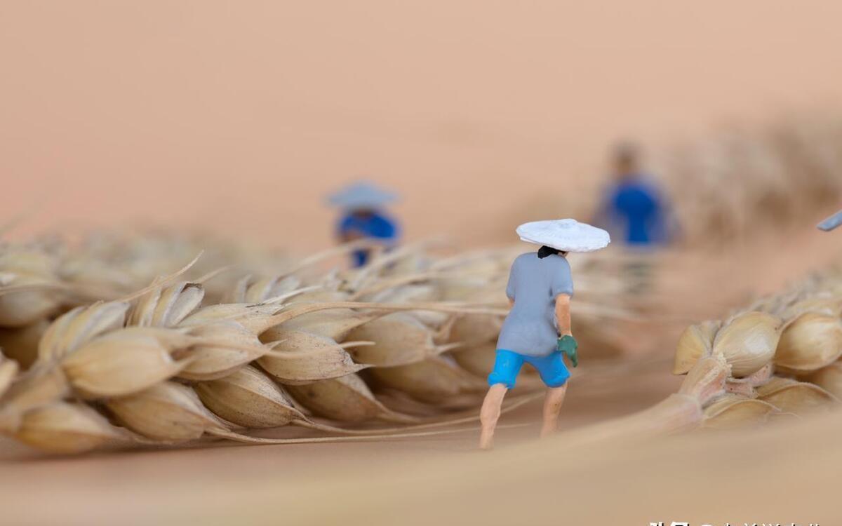 小麦价格最新动态分析与趋势预测
