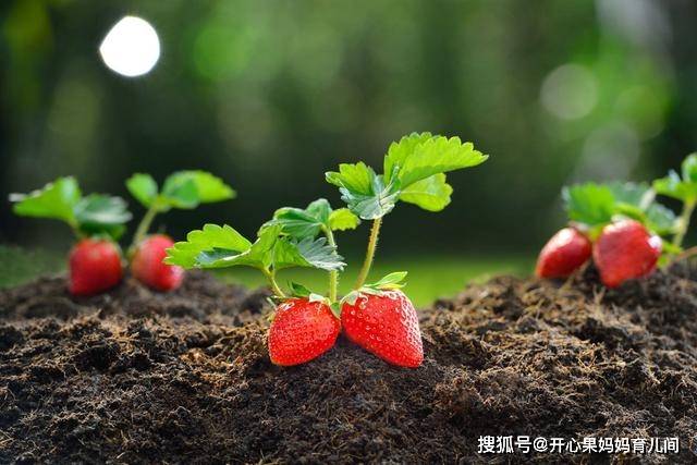 草莓最新价格，自然之旅与内心的宁静甜蜜探索