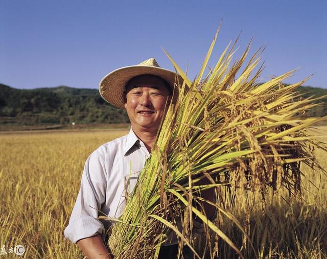 中国粮食最新消息，粮价丰收喜悦与励志力量并存